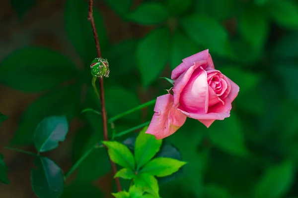 Green Unopened Rose Bud Leafy Pink Aphid Chaetosiphon Tetrarhodus Next — Stockfoto