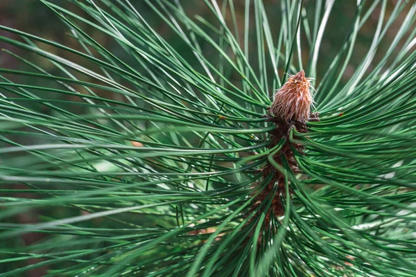Coniferous tree flower close-up. Pine needles and buds in early spring top side view, natural beauty of nature, ovary of pine cones, long green needles in sunlight