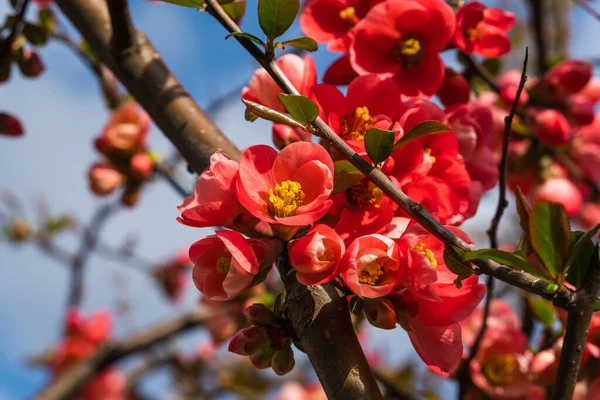 Chaenomeles, Japon ayva çiçeklerine yakın çekim, Rosaceae ailesinin pembe tomurcukları. Chaenomeles Specosa, çalılık, ağaç, ılıman enlemlerde yetişir. Antioksidan, pektin kaynağı