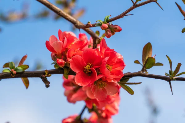 Chaenomeles Close Japanese Quince Flowers Pink Buds Flowering Plants Rosaceae —  Fotos de Stock