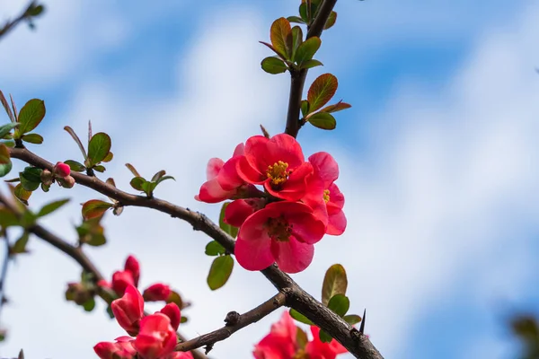 Chaenomeles Close Japanese Quince Flowers Pink Buds Flowering Plants Rosaceae —  Fotos de Stock