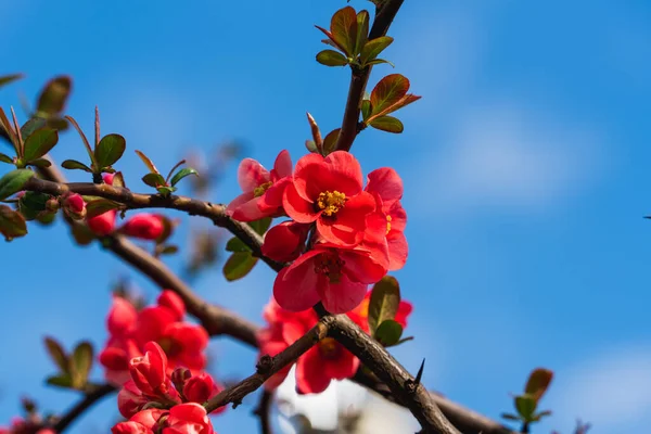 Chaenomeles Close Japanese Quince Flowers Pink Buds Flowering Plants Rosaceae — Stockfoto