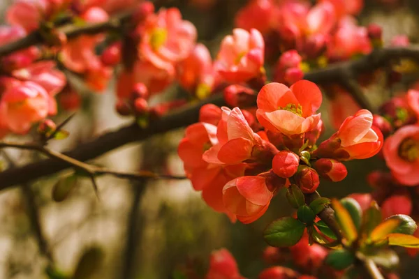 Chaenomeles Close Japanese Quince Flowers Pink Buds Flowering Plants Rosaceae — 图库照片
