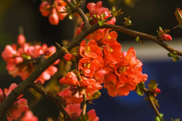 Chaenomeles Close Japanese Quince Flowers Pink Buds Flowering Plants Rosaceae — 图库照片