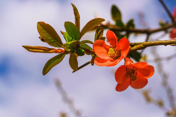 Chaenomeles Close Japanese Quince Flowers Pink Buds Flowering Plants Rosaceae — 图库照片