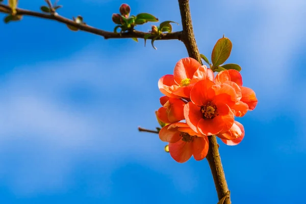 Chaenomeles Close Japanese Quince Flowers Pink Buds Flowering Plants Rosaceae —  Fotos de Stock