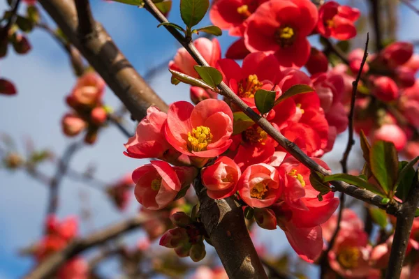 Chaenomeles Close Japanese Quince Flowers Pink Buds Flowering Plants Rosaceae Fotografias De Stock Royalty-Free