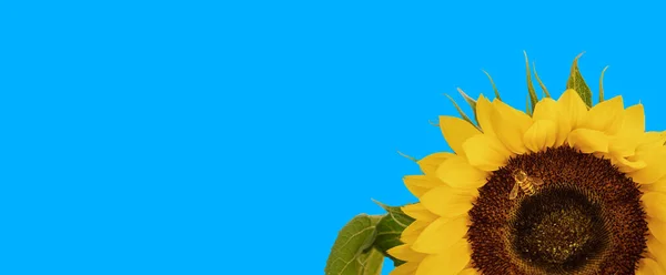 Bee Collects Nectar Sunflower Flower Uniform Blue Background Valuable Agricultural — Foto de Stock