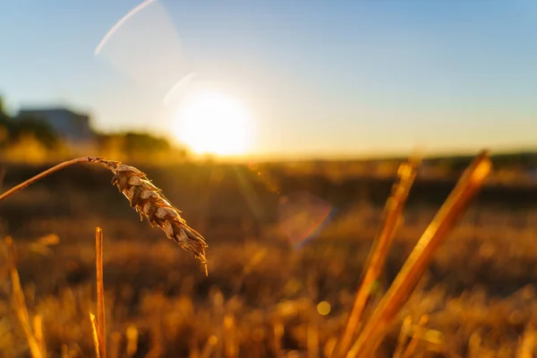 Close-up of a lone spikelet among the stubble at sunset against the background of the evening sun on the horizon, a background image of a hot summer evening, harvesting, survival