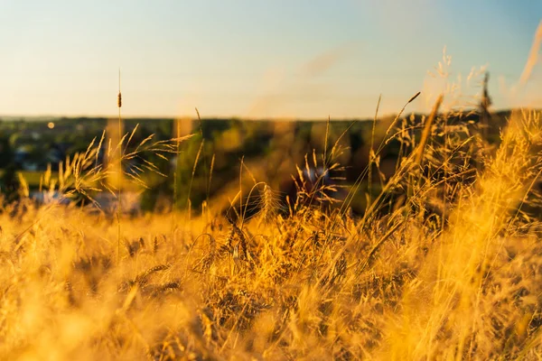 Close Ears Mature Wheat Weed Grass Bright Sunlight Sunset Background —  Fotos de Stock