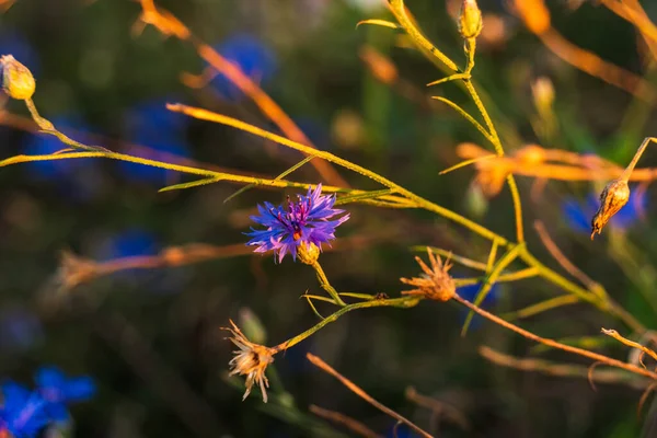 Selective Focus Beautiful Blue Cornflowers Blooming Field Golden Light Sunset — Foto de Stock