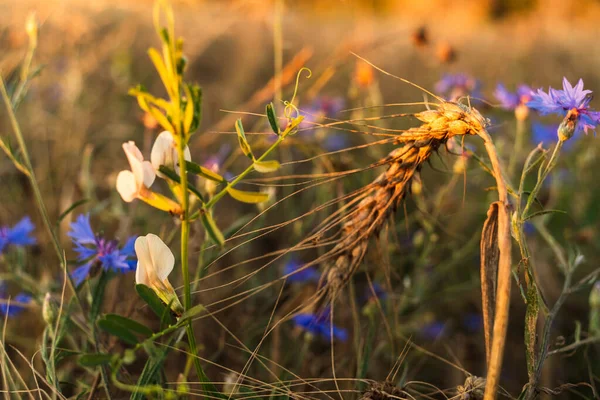 Selective Focus Ripe Ear Wheat Blue Cornflowers Other Flowers Field — Foto de Stock