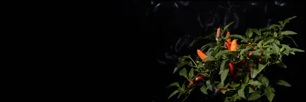 Chili pepper banner, black, orange, red and green colors on black background, smoke over hot pepper, great background image, copy space to the left of the pepper bush
