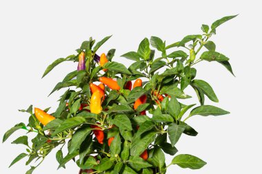 Close-up of chili pepper, orange, red and green colors on white background, isolated image of homemade hot pepper with spider on green leaf, popular spices for home cooking