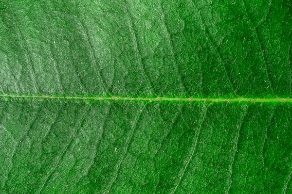 Текстура Крупним Планом Структура Зеленого Листя Макрозйомка Лист Рододендрона — стокове фото