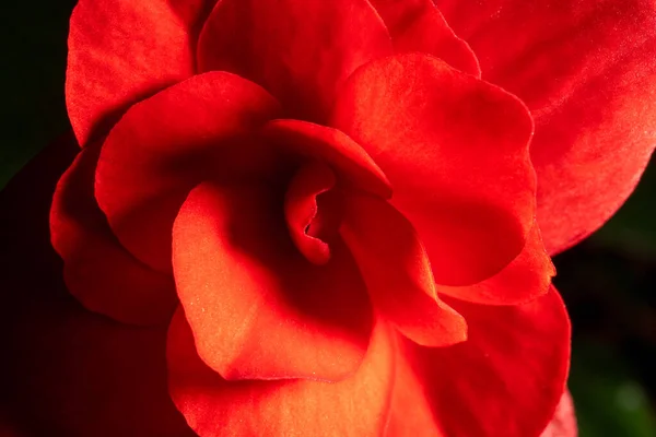 Close Elatior Begonias Begonia Hiemalis Red Pink Flower Macro Photo — 图库照片