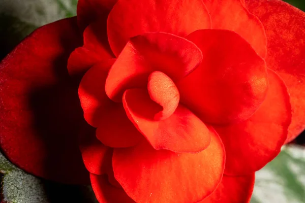 Close Elatior Begonias Begonia Hiemalis Red Pink Flower Macro Photo — Stock Photo, Image
