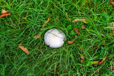 Pecheritsa mushroom (Agaricus campestris) among the green grass on a rainy day, the pecheritsa grows from late May to late September in open spaces. View from above