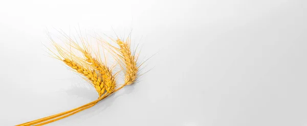 Απομονωμένο Σιτάρι Λευκό Φόντο Τρία Κίτρινα Αυτιά Ώριμου Σιταριού Που — Φωτογραφία Αρχείου