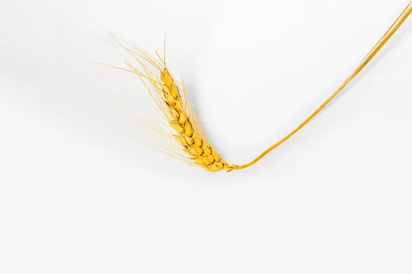 Isolated Wheat White Background One Yellow Ear Isolated White Background — Stockfoto