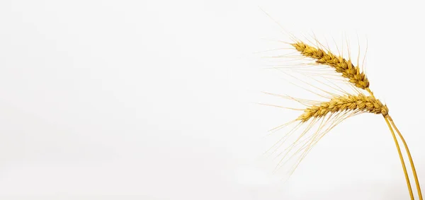 Isolated Wheat White Background Two Yellow Spikelets Isolated White Background — Stockfoto
