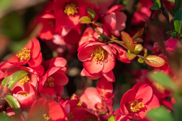 Chaenomeles Close Flores Marmelo Japonês Botões Cor Rosa Plantas Com — Fotografia de Stock
