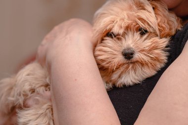 Close-up of a small fluffy maltipoo, a woman's palm presses a maltipoo to her chest, half toy poodle, half maltese, funny pet of the whole family, perfect family man multipu, hybrid dog breed