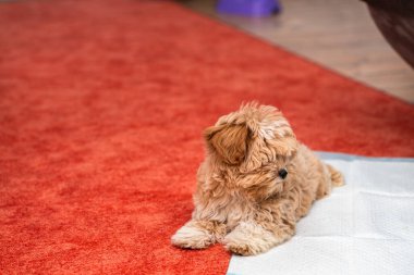 Close-up of a small fluffy maltipoo on a white napkin for the toilet in the house, half toy poodle, half maltese, funny pet of the whole family, perfect family man multipu, hybrid dog breed