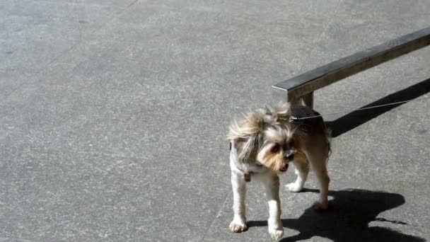 Funny Little Dog Short Leash Rests Invisible Mistress Pulls Her — Vídeo de Stock