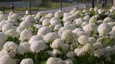 a large bed of white hydrangeas blooms with white flowers. Beautiful white flowers on a summer evening in the city, close-up, video