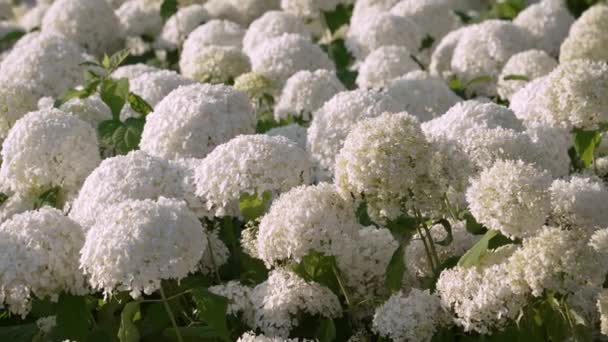 Ένα Μεγάλο Κρεβάτι Από Λευκές Ορτανσίες Ανθίζει Λευκά Λουλούδια Όμορφα — Αρχείο Βίντεο