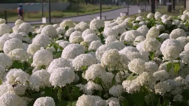 Large Bed White Hydrangeas Blooms White Flowers Beautiful White Flowers — Video