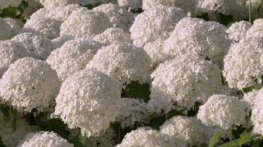 a large bed of white hydrangeas blooms with white flowers. Beautiful white flowers on a summer evening in the city, close-up, video