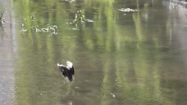 The duck flies over the water and sits on the surface of the river on a sunny day, the flight of a bird over the river, slow motion