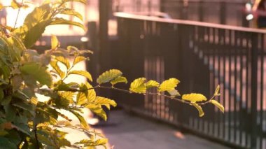 Green leaves on a branch of a bush in the rays of sunlight at sunset close-up, a young woman walks in the background in a blur, a hot summer evening on a city street, windless weather