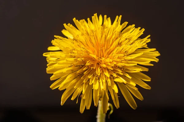 Bright Dandelion Flower Close Shines Dark Background One Dandelion Uniform — Foto de Stock