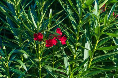 Green leaves and red oleander summer flower at sunset in Italy, natural background