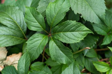 Large green vine leaves in natural light on a summer morning outdoors. Natural background of fresh leaves of decorative grapes outdoors. Natural color of grape leaves, copy space