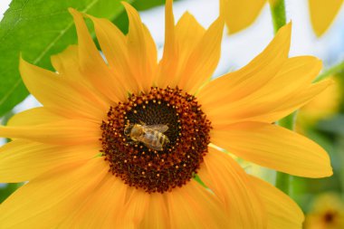 A bee on a sunflower collects nectar, a close-up of a bee on a flower, selective focus, a sunflower and a bee on a natural background