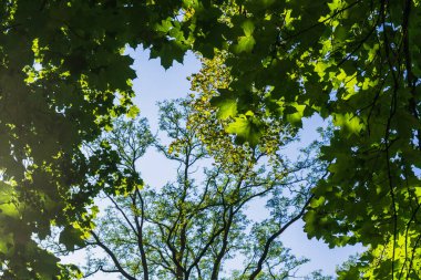 Dense maple branches in sunlight in early September, late summer, early autumn background, blue sky behind the branches and leaves of trees