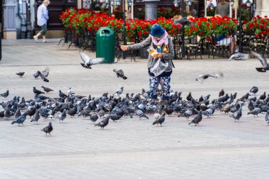 An elderly woman in a blue hat feeds pigeons with bread crumbs on the street of the old town on a sunny day, caring for birds, life of pensioners, street photography of real people Krakow