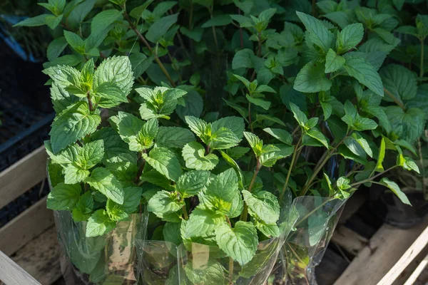 green mint in a wooden box on the counter of a street shop in natural sunlight, sale of potted mint, green Mentha leaves in sunlight, street trade spices and vegetables for cooking