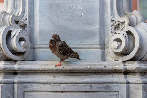 一人の男がヴェネツィア イタリアの街の記念碑の大理石のベースの灰色の均一な背景に飛び込んだ ヴェネツィア 市内の鳥の通りに鳩 — ストック写真