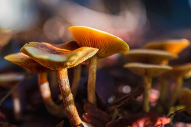 Kaliforniya mantarları güneşli bir sabahta bulanık bir zemin üzerindeki ağaçların gölgesinde güneşin ışınları mantarların üzerine düşer, sonbahar kompozisyonu. Yumuşak seçici odak, kenar görünüm