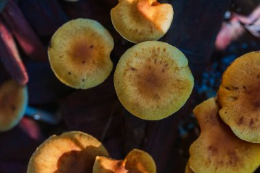 Kaliforniya mantarları güneşli bir sabahta bulanık bir zemin üzerindeki ağaçların gölgesinde güneşin ışınları mantarların üzerine düşer, sonbahar kompozisyonu. Yumuşak seçici odak, üst görünüm