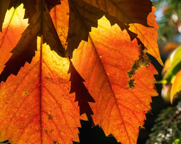 Outono Abstrato Fundo Belas Folhas Luz Solar Retroiluminada Sobre Fundo — Fotografia de Stock