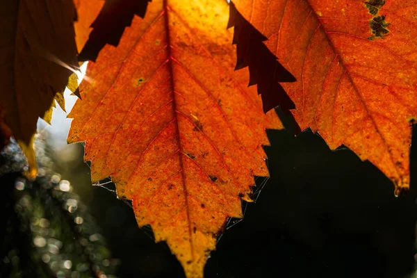 Soyut sonbahar arkaplanı bulanık bir arkaplanda arka planda güzel yapraklar, sonbaharın parlak bir görüntüsü, sonbahar yapraklarında ışık ve gölge oyunu, yakın plan.