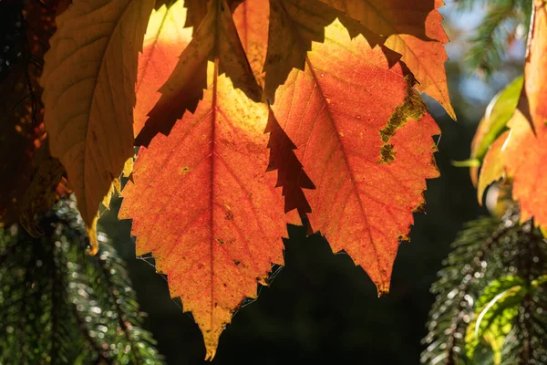 Outono Abstrato Fundo Belas Folhas Luz Solar Retroiluminada Sobre Fundo — Fotografia de Stock