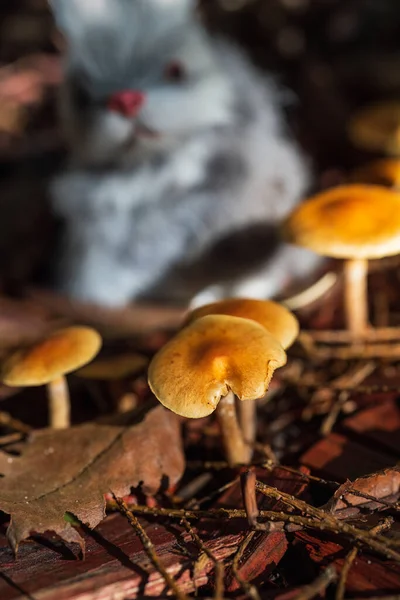 Cogumelos Californianos Uma Clareira Manhã Sombra Contra Fundo Uma Figura — Fotografia de Stock