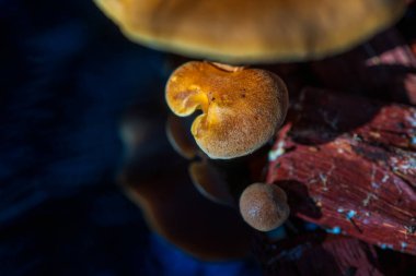 Güneşli bir sonbahar sabahında karanlık bir ayna yüzeyine yansıyan güzel mantar kapaklarının yakın çekimi, soyut mantar sonbahar arkaplanı. Seçici odak, üst görünüm